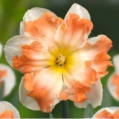 Narcissus (Daffodil) 'Sunny Girlfriend'. Loose, Per 10 Bulbs.
